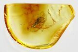 Detailed Fossil Wasp (Chalcidoidea) In Baltic Amber #346573-1